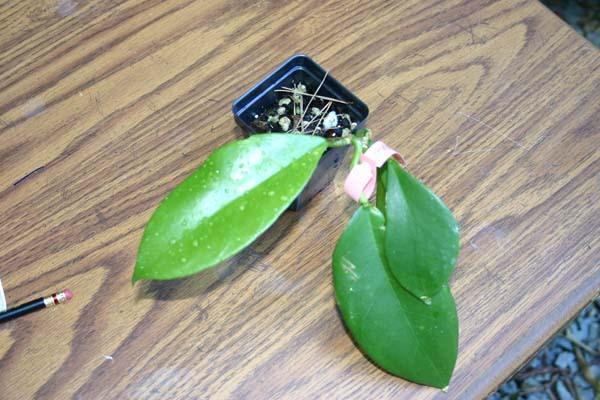 http://www.cloudjungle.com/cloudjungle/Asclepiadaceae/Hoya/Hoya arnoltiana.jpg
